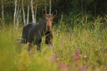 Łoś (Alces alces) moose © Bartosz Rakoczy
