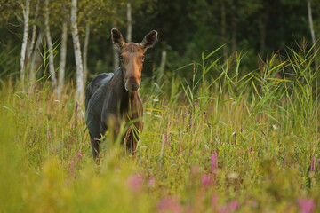 Łoś (Alces alces) moose © Bartosz Rakoczy