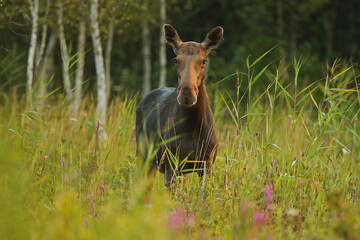 Łoś (Alces alces) moose © Bartosz Rakoczy