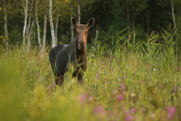 Łoś (Alces alces) moose