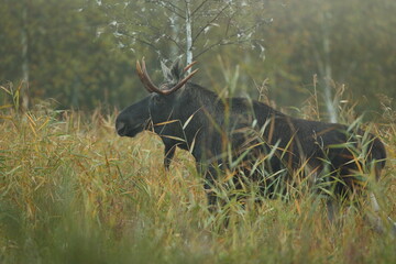 Łoś (Alces alces) moose © Bartosz Rakoczy