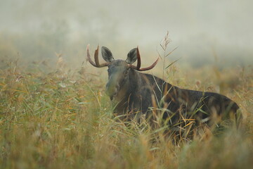 Łoś (Alces alces) moose © Bartosz Rakoczy