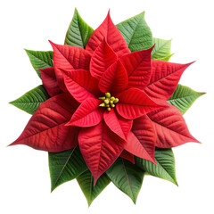 red poinsettia flower