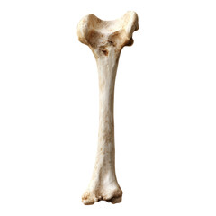 Fototapeta premium Detailed femur bone illustration featuring intricate textures, transparent background for seamless integration in various designs