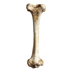 Detailed femur bone illustration, showcasing intricate texture, suitable for educational and medical applications, high-quality PNG format, transparent background