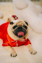 pug in santa costume sitting on white sofa