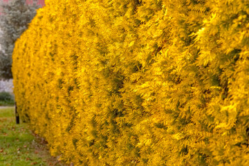 Złota odmiana żywotnika. Krzewy rosnące w żywopłocie jesienią. Piękny żywopłot ze złotej tui w jesienne popołudnie.
