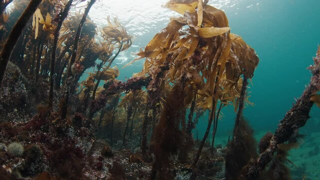 The Barents Sea underwater. Seascape with sea weed of the Barents Sea in the Artic. Underwater seascape near the town of Teriberka in Russia