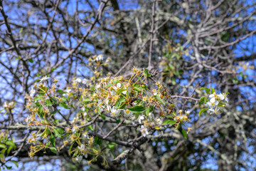 Close-Up of Wild Pear Flowers Blooming on a Branch Against Blue Sky