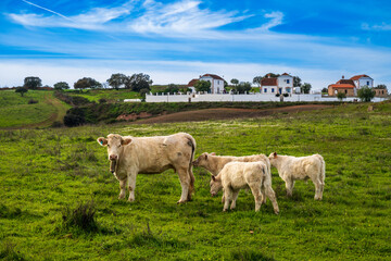 Charolais Cow Grazing with Calves on a Green Meadow Near Alosno, Huelva, Spain
