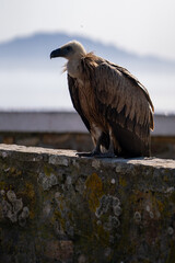 Fototapeta premium Vulture