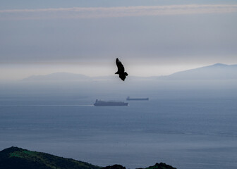 seagull in flight