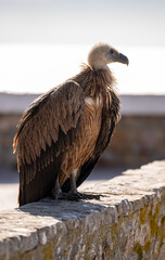 white tailed eagle