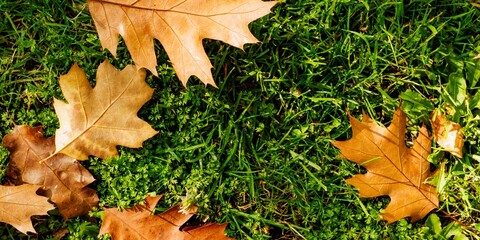 Fallen leaves in autumn. The Buen Retiro Park, Madrid, Comunidad de Madrid, Spain, Europe
