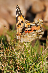 Mariposa Vanessa cardui sobre cesped en el preventorio de Alcoy, España