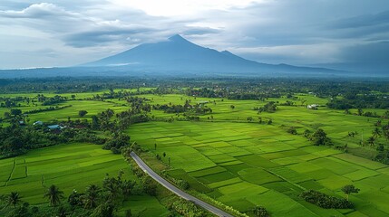 Fototapeta premium A breathtaking aerial view of lush green rice fields with majestic mountains in the background under a cloudy sky.