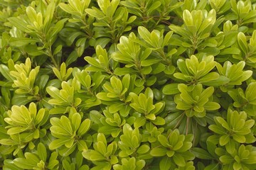 Pittosporum tobira ‘Wheeler's Dwarf’ - Dwarf Pittosporum, Wheeleri Pittosporum
