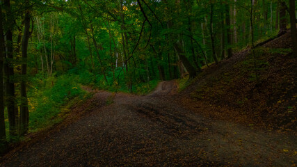 summer day forest environment space in shadow from the trees green foliage and dirt ground