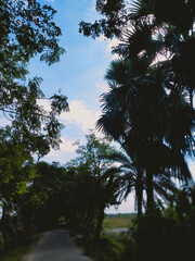 Tropical blue sky with white clouds and tree in the foreground