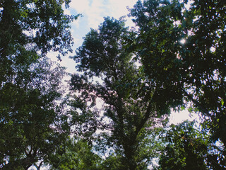 Tropical blue sky with white clouds and tree in the foreground