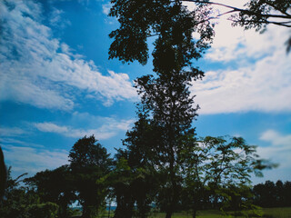 Obraz premium Tropical blue sky with white clouds and tree in the foreground