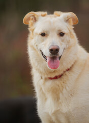 Happy Dog Looking at the Camera. Big Smile on a Youthful Dog, Joyful Family Pet.