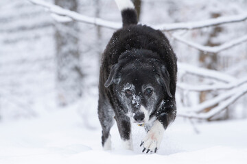 A senior black dog stares at the camera while prowling through fresh snow.