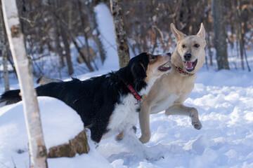 A young sheep dog surprises his friend as the two play in a winter forest.