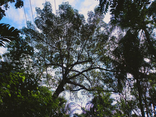 Fototapeta premium Tropical blue sky with white clouds and tree in the foreground