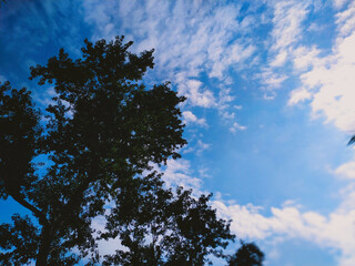 Tropical blue sky with white clouds and tree in the foreground