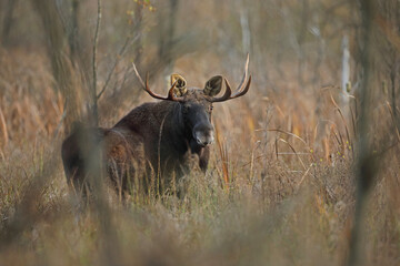 Łoś (Alces alces) moose © Bartosz Rakoczy