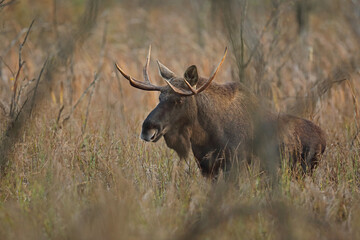 Łoś (Alces alces) moose © Bartosz Rakoczy