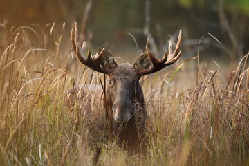 Łoś (Alces alces) moose