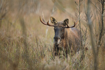 Łoś (Alces alces) moose © Bartosz Rakoczy