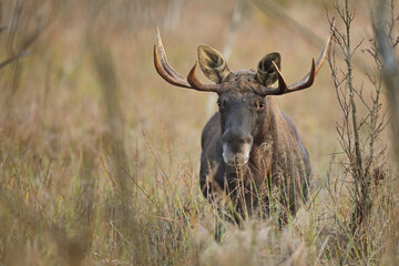 Łoś (Alces alces) moose © Bartosz Rakoczy