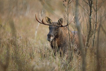 Łoś (Alces alces) moose © Bartosz Rakoczy