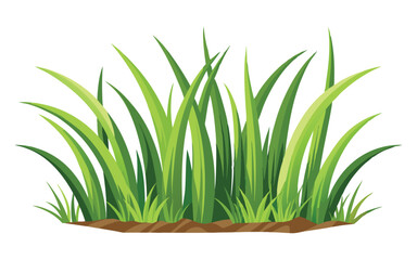 grass on white background