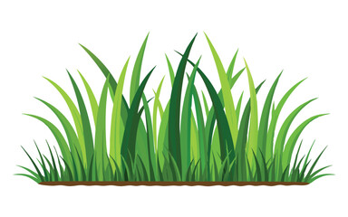 grass on white background