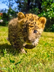 North Chinese leopard cub