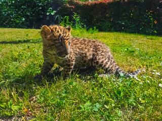 North Chinese leopard cub