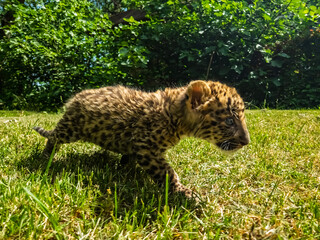 North Chinese leopard cub