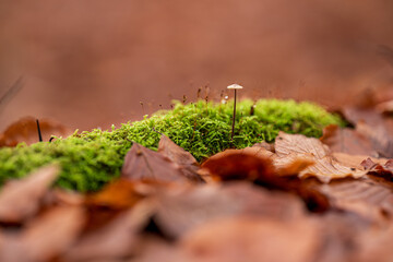 Mushroom growing amongst fallen oak leaves in a forest.