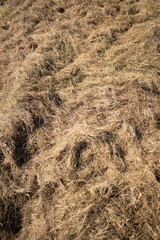 Dry grass in a field at summer.
