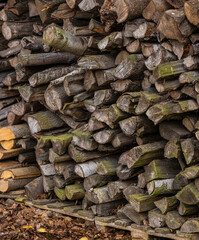 Old unused fire wood stacked in a dry place.