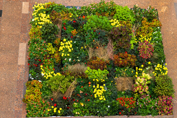 Begonia, geranium, marigolds, coleus, dry grass, flower bed, mirror, urban decoration.