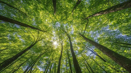 Sunlight filters through lush green forest canopy