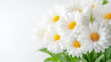 Obraz premium Beautiful bouquet of white daisy flowers with bright yellow centers close up against a clean white background.
