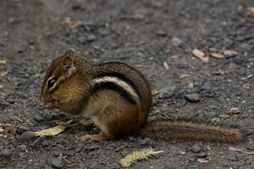 The Eastern `Chipmunk (Tamias striatus).
