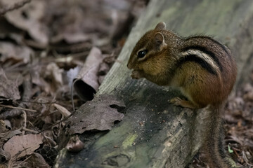 The Eastern `Chipmunk (Tamias striatus).