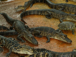 Jeunes crocodiles dans une ferme d'élevage en Floride, près des Everglades